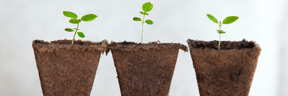 En psychothérapie TCC, on arrose ce que l'on veut voir pousser, c'est à dire que l'on va repérer et entretenir ce qui nous fait du bien.